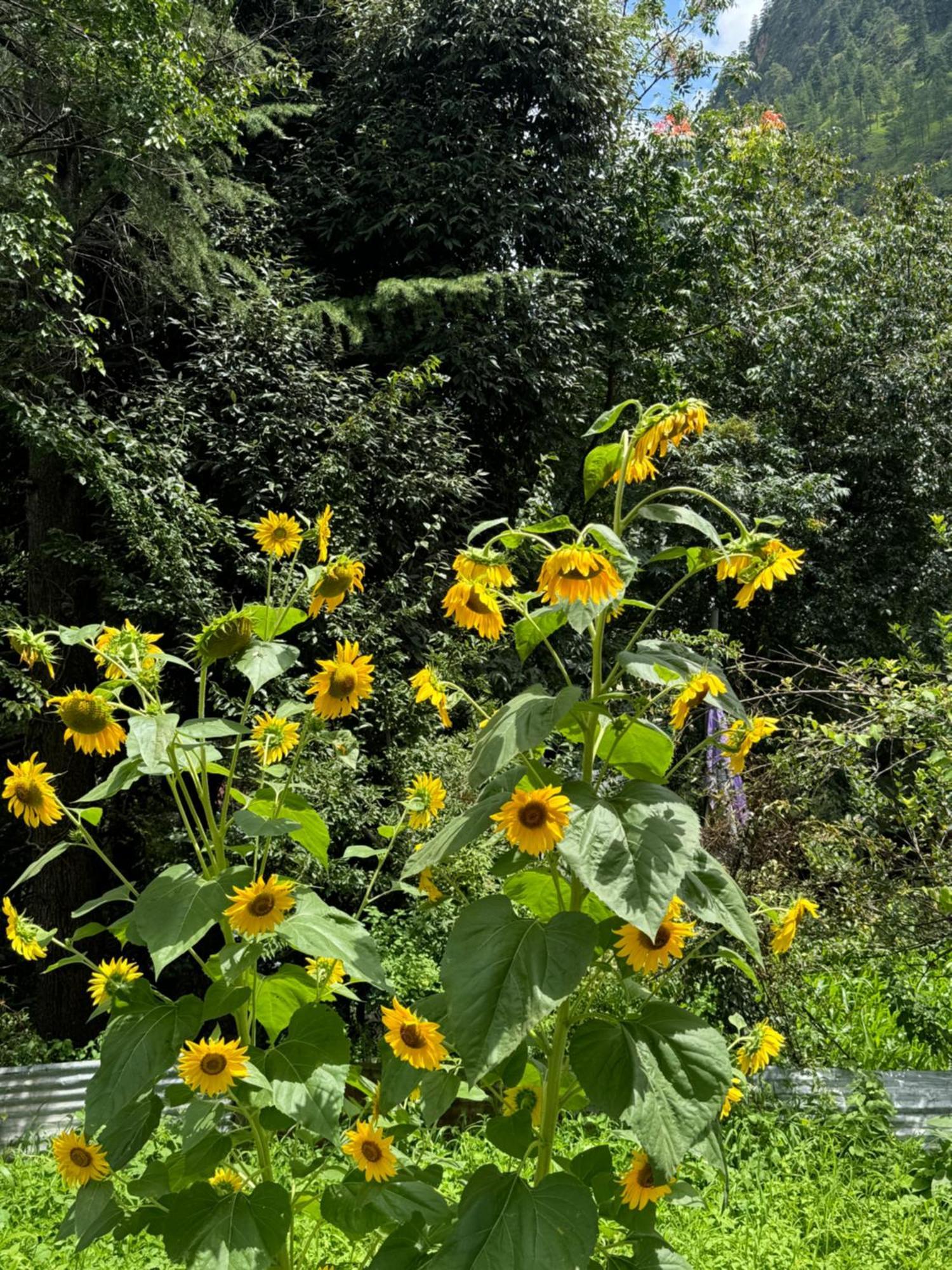 Delight Homestay Kasol Exteriör bild